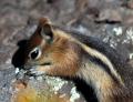 Golden-mantled Ground Squirrel